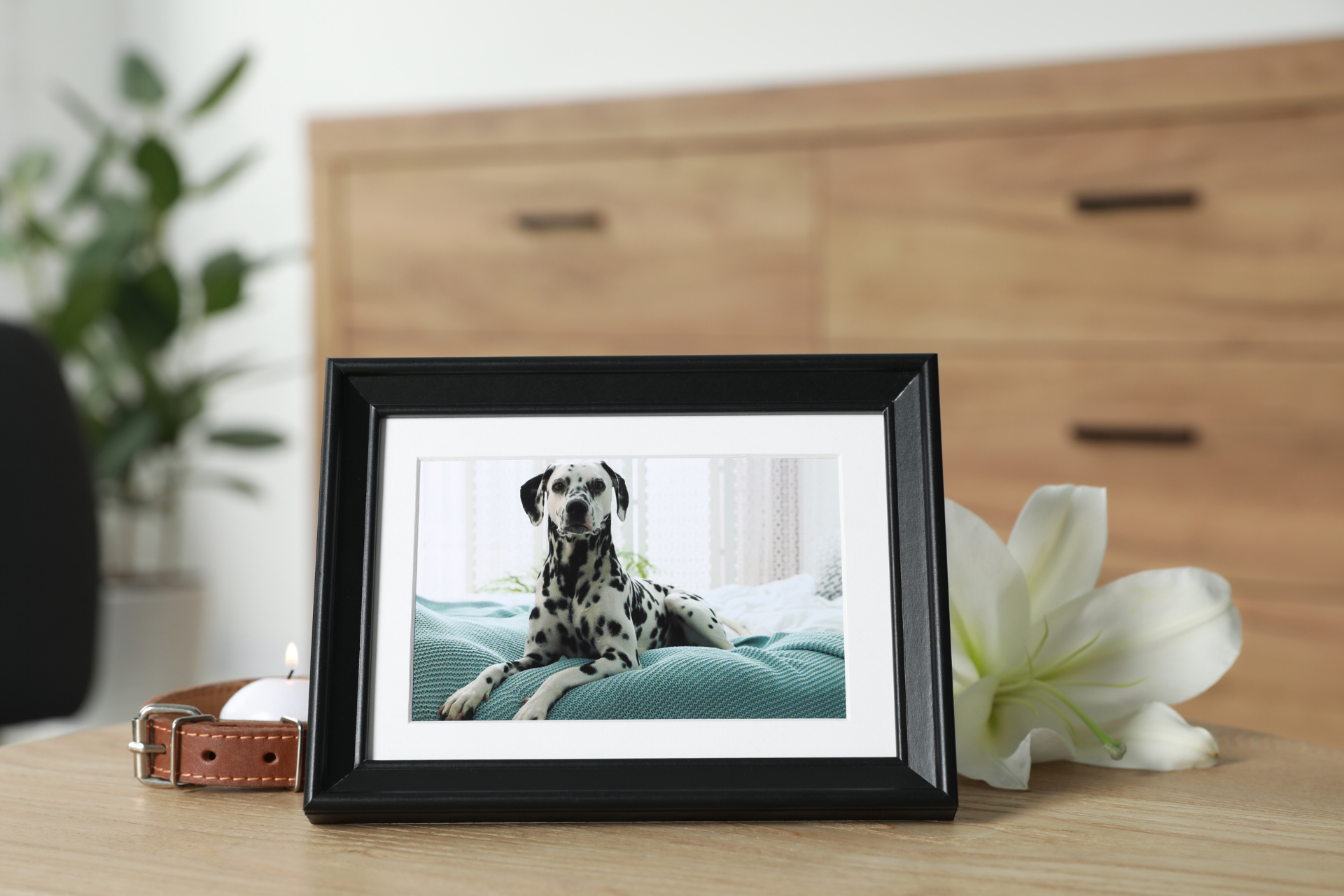 keepsakes,services,Dr. Emily Roth,individual cremation,Communal Cremation,pricing,Holistic Veterinary Services