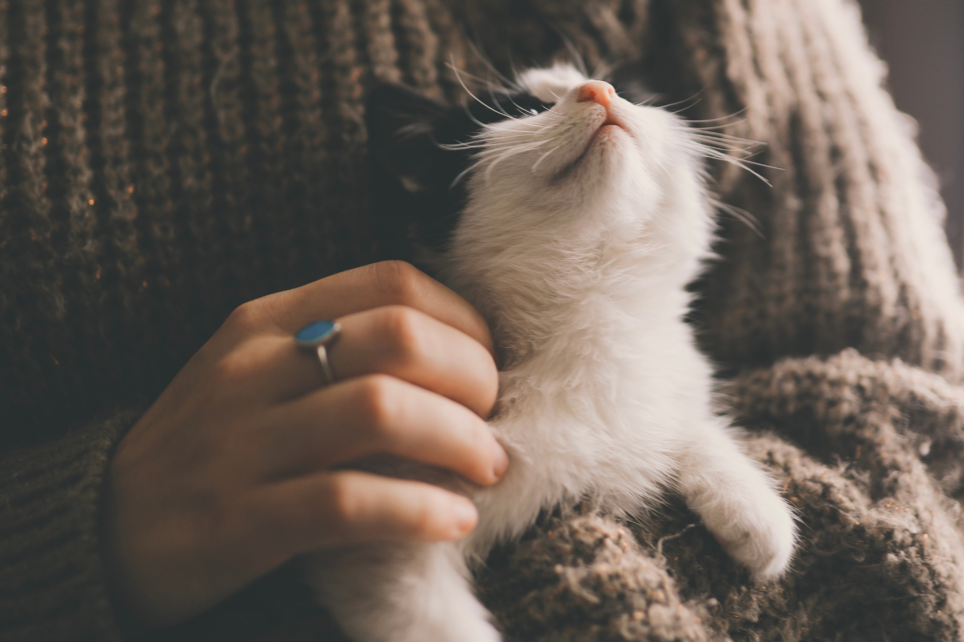Understanding Aquamation: A Gentle Alternative for Pet Cremation,Benefits of Aquamation,What is Aquamation?