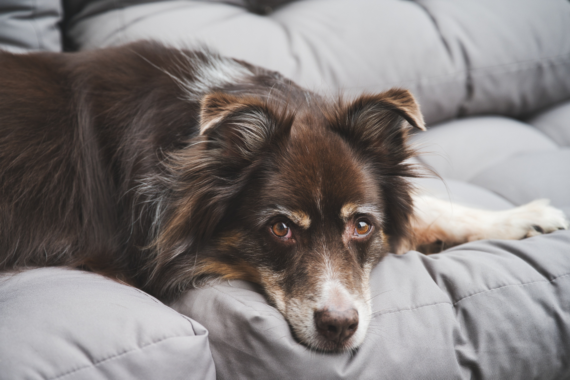 Understanding Aquamation: A Gentle Alternative for Pet Cremation,Benefits of Aquamation,What is Aquamation?