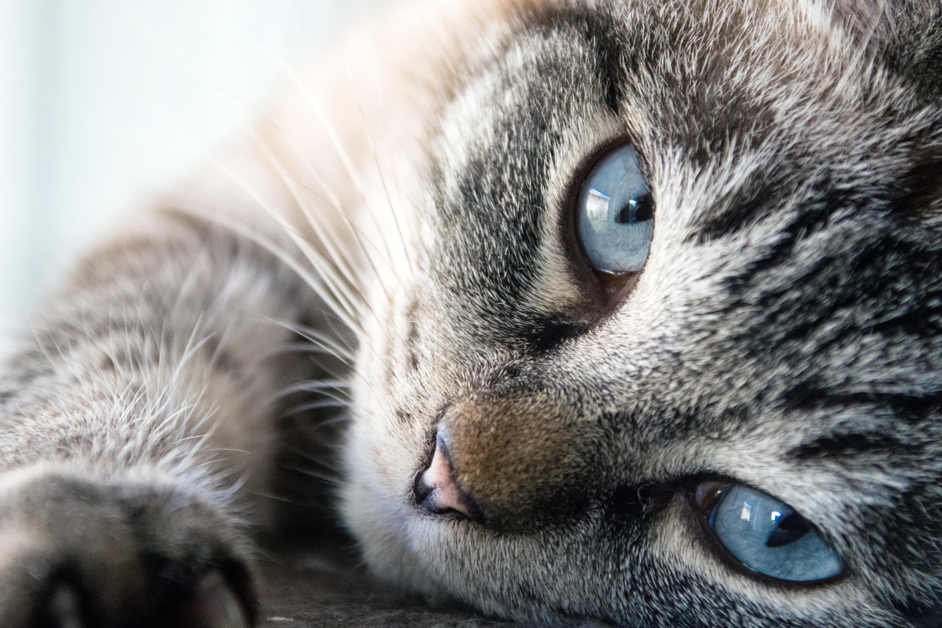 Healing Trails Holistic Vet,booking,quality of life,death,pet,loss