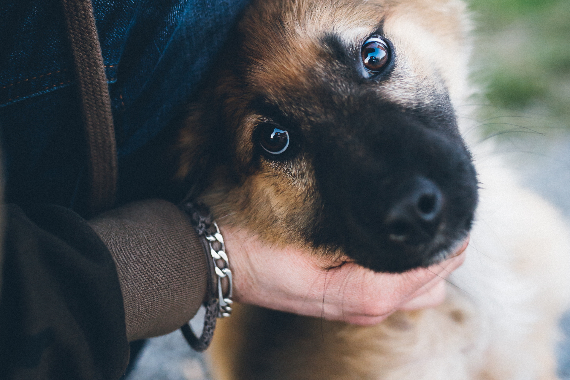 Understanding Aquamation: A Gentle Alternative for Pet Cremation,Benefits of Aquamation,What is Aquamation?